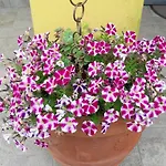 Oasi Bed & Breakfast Corvara (Liguria)