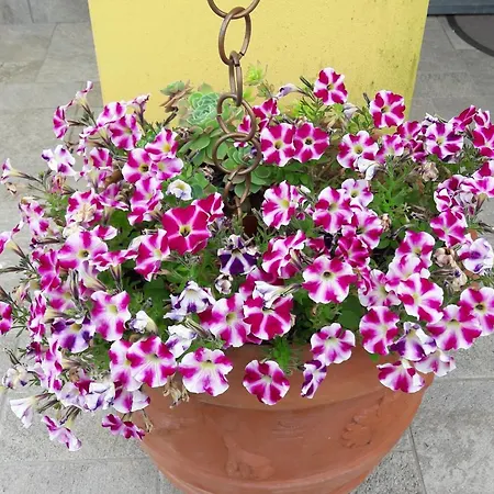 Oasi Oda ve Kahvaltı Corvara (Liguria)