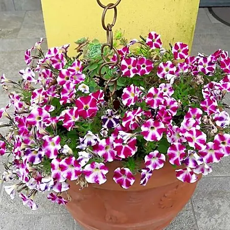 Oasi Corvara (Liguria)